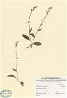 藏品(短距粉蝶蘭)的圖片